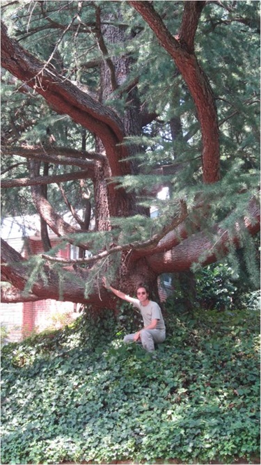 Species: Deodar Cedar Owner: Thomas Field Address: 2369 N. Taylor St.