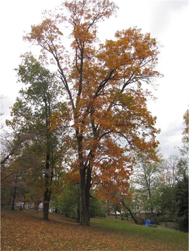 Species: Pignut Hickory Owner: Cherry Valley Park Address: 1731 N. Quincy St