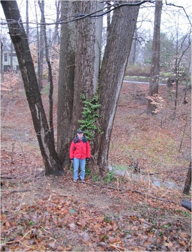 Species: Tulip Poplar Owner: Lee Heights Park Address: 2400 N. Taylor St.