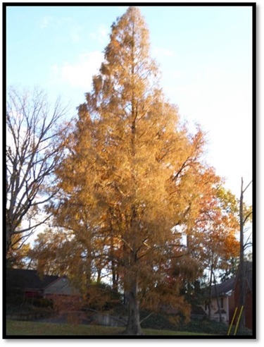 Dawn Redwood Arlington County Little Falls St