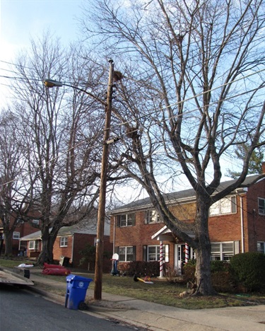 2 Red Maples Lawrence Pilot 5923 3rd St. North