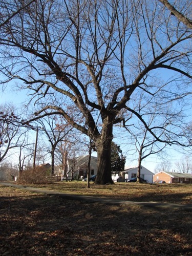 Southern Red Oak DPR, Douglas Park 1718 S. Quincy St.