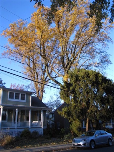 2 Tuliptrees Joe Donohoe 5249 26th St. North