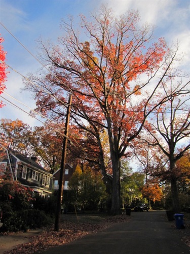 White Oak Arlington County Street Tree 315 N. Garfield St.