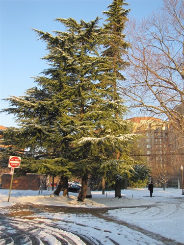 Atlas Cedars Arlington County Street Tree N. Adams St, Custis Rd. & 16th St. N.