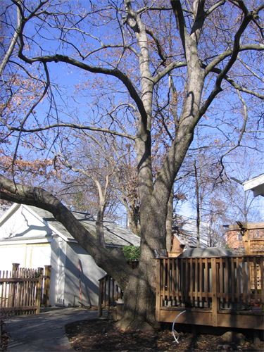 Catalpa John & Daisy Rosenbaum 402 N. Cleveland St