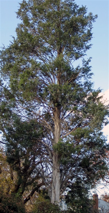 Eastern Red Cedar Graham Family 4900 Chesterfield Rd.