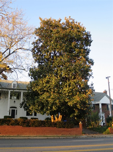 Southern Magnolia Mary & Frank Cannon 6217 Lee Hwy.