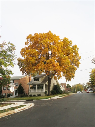 Pignut Hickory Susan Bauer 3016 5th St. North