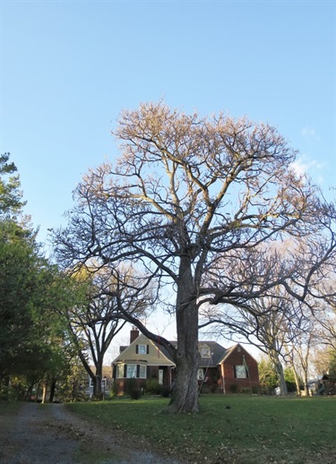 Southern Catalpa Daniel Becknell 4348 N. Old Glebe Rd.