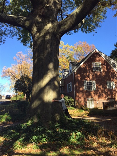 Pin Oak Eric & Chih-Lan Olson 1937 N. Upton St.