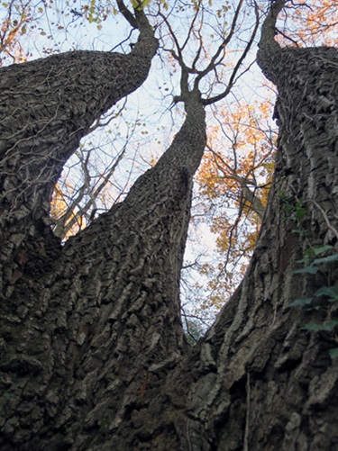 Chestnut Oak HB Woodlawn & Stratford School Grounds 4102 Vacation Lane