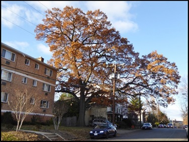 Southern Red Oak Thomas Hipschen 416 S. Wayne St.