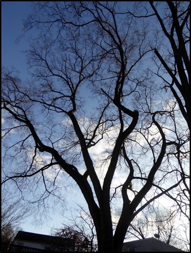 American Elm Stuart & Nancy Davis 5524 4th St. S.