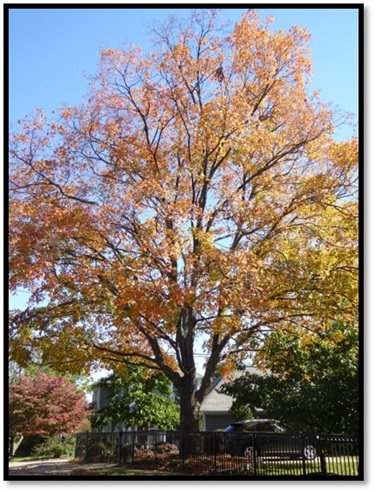 Sugar Maple Sally Kaplan 2515 N Potomac St