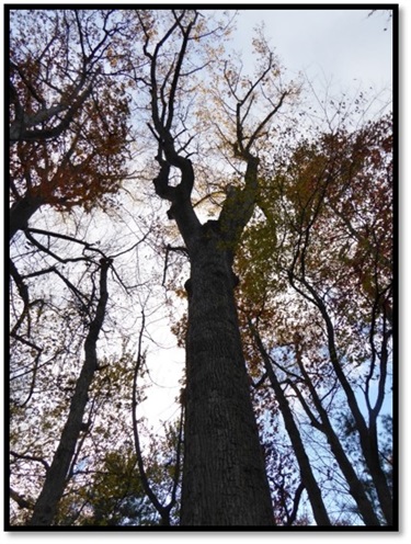 Tulip Poplar Arlington County Rock Spring Park