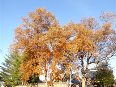 Pignut hickory Fillmore Gardens 2700 8th St S