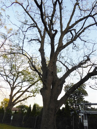 Black walnut Arlington County Big Walnut Park