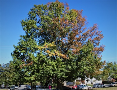 Southern red oak Jeffrey Nay 900 N Livingston St