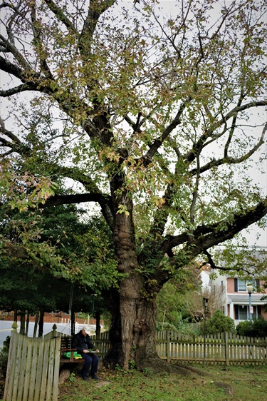 White mulberry Hannah Goble 401 S Wakefield St