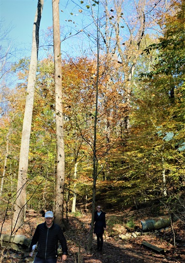 American sycamore Arlington County Zachary Taylor Park