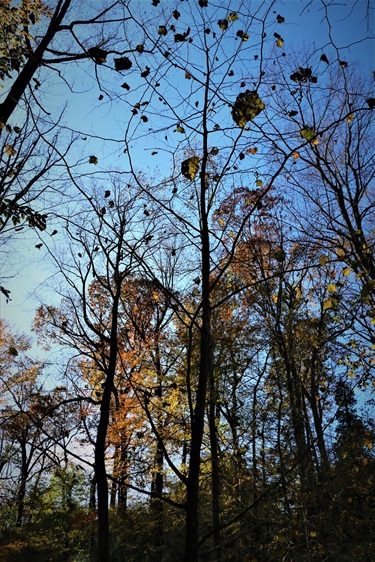 Bigleaf magnolia NOVA Parks Potomac Overlook Park