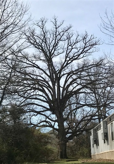 White oak Arlington County Carlin Springs Elementary