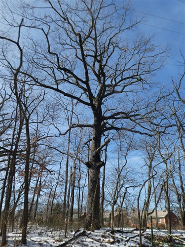 Chestnut oak NOVA Parks Upton Hill Regional Park