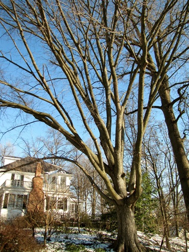 American Elm William Brent & Rebecca Thompson 4120 Nelly Custis Dr.