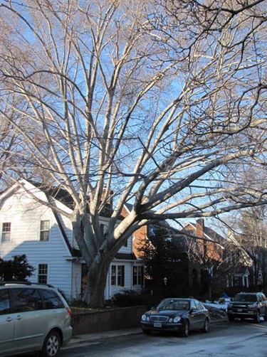 Species: American Beech Owner: Jennifer White Address: 2400 S. Inge St.