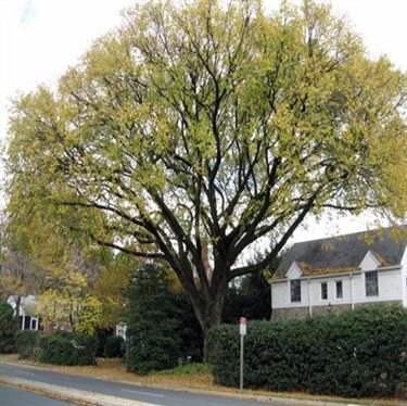 Ulmus americana American Elm 3225 North Glebe Road