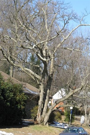 Castanea mollissima Chinese Chestnut 2190 Military Road