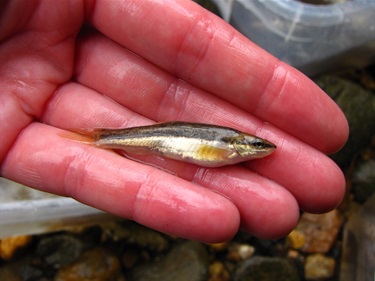 Blacknose Dace: Tolerant.