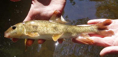 White Sucker: Tolerant – Can handle low oxygen levels, siltation, and organic and inorganic pollutants. Photo courtesy of Fairfax County.