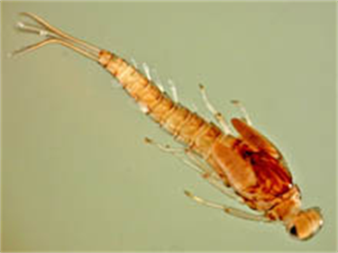 Mayfly – There are many families of mayflies, many of which are classified as pollution-sensitive. One mayfly family, the small minnow mayfly, has been found in Arlington and it’s considered moderately pollution-sensitive. Photo courtesy of BLM/USU National Aquatic Monitoring Center.