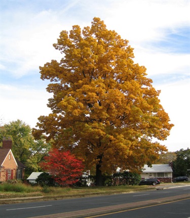 Carya glabra Pignut Hickory 2001 North Glebe Road