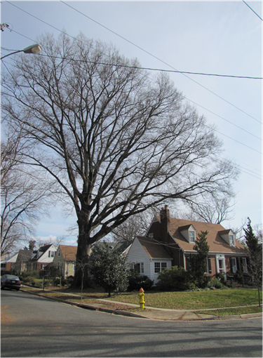 Species: Willow Oak Owner: William Beardslee and Meredith McEvoy Address: 1321 North Abingdon Street