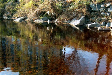 Tea Colored: The result of tannins released from fallen leaves.