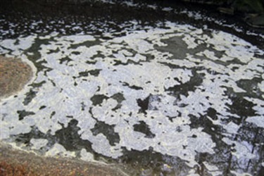 Pollen: Light yellow suds or film on stagnant water in spring or early summer.