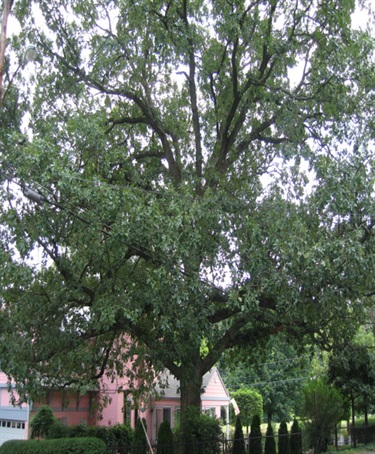 Quercus stellata Post Oak 5163 Washington Boulevard