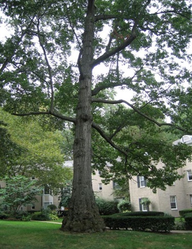 Quercus coccinea Scarlet Oak 700 South Arlington Mill Drive