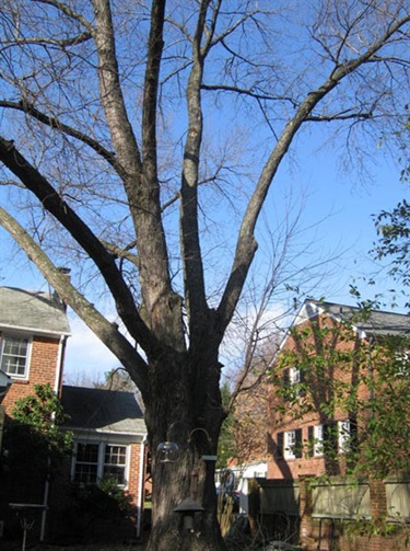 Acer saccharinum Silver Maple 6528 27th Street North