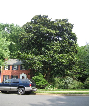 Magnolia grandiflora Southern Magnolia 933 North Livingston Street