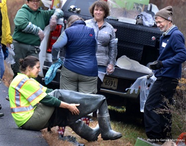 Volunteers and staff don waders before entering the mud