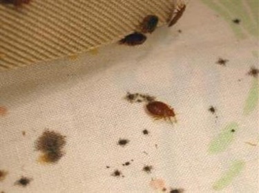 Bed bugs and stains on sheets