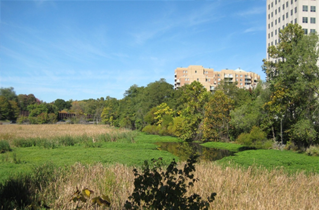 Ballston Wetland Park Official Website Of Arlington County Virginia