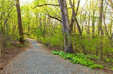 Paved path leading through scenic woodlands