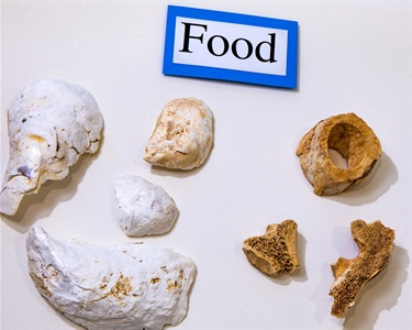 Oyster Shells and Butchered Animal Bones, Recovered from Fort C.F. Smith and Fort Ethan Allen