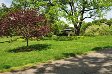 Grassed area with trees