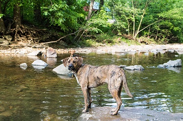 Dog standing in front of body of water